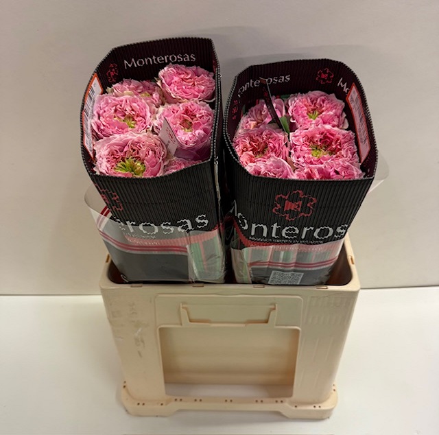 Rosa ec sweet eyes MR.jpg